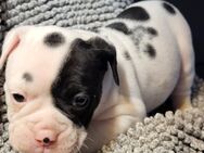 Old english Bulldog Welpen - Witzleben