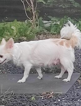 Chihuahua Dame abzugeben - Geilenkirchen