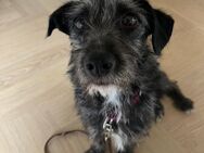 💞Sari 💞2-jährige Terriermix Hündin - Kassel