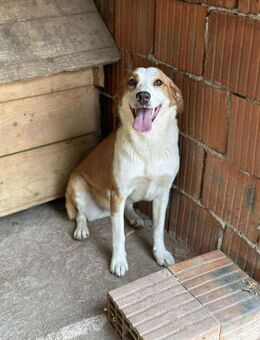 Die wunderschöne ENO 😍 - Mylau