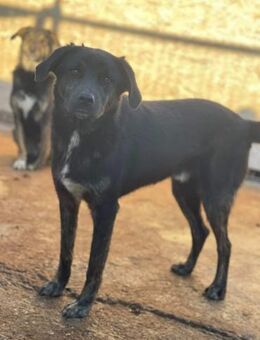 Süßer FRANKIE sucht Zuhause - Neuberg