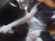 Süsse Katzenbabys ab 30.06.2025 abzugeben - Münchenbernsdorf