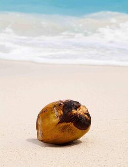 Coconut kiss your Body Massage - Marktheidenfeld