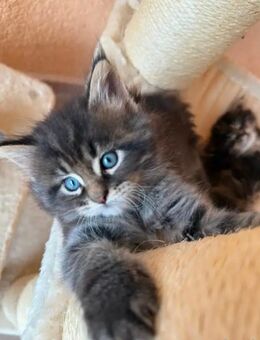 Maine Coon Kitten - Köthen (Anhalt)
