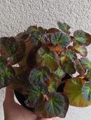 Begonia manaus in 76831