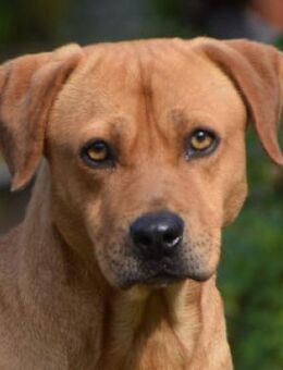 Magnum - schüchtern & ruhig - Lohmar