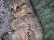 Bkh kitten reinrassig abzugeben - Gelsenkirchen
