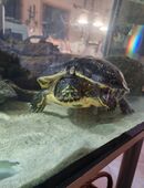 26 Jahre alte weibliche Geldwangen-Schmuckschildkröte in 45529