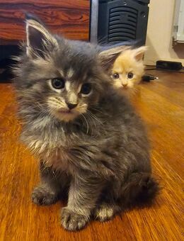 Maine Coon Kitten mit Stammbaum - Gelsenkirchen Scholven