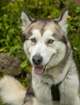 Wapaj - Husky - 3 Jahre - Tierhilfe Franken e.V. - Lauf (Pegnitz) Zentrum