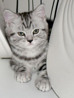 BKH Whiskas süß schöne reinrassige Kätzchen, klug und sehr verspielt, gestreift - Kaiserslautern