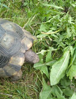 Breitrandschildkröten - Päarchen mit Zubehör (Brutkasten, Überwinterungs-Kühlschrank, Zaun für Gehege) - letzte Gelegenheit! - Laatzen
