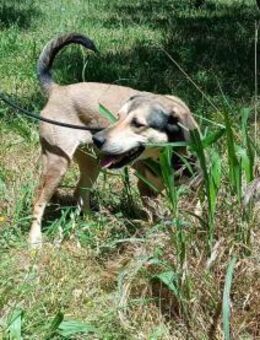 Nanja sucht immer noch ihre Menschen - Kropp