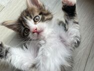 Flauschige Main Coon Kitten - Kassel Harleshausen