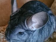 Suche Chinchilla - Ichenhausen