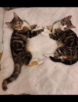 2 Katzen Mischlingskatzen ( Maine Coon / EKH) - Siegen (Universitätsstadt)