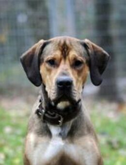 Tollpatsch Goofy sucht ein Zuhause - Pirmasens