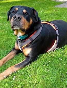 Hund in guten Hände abzugeben wegen krankheitsbedingt dringend ab zu geben - Varel