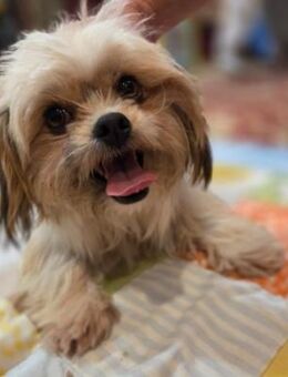 Zauberhafte, kleine Penny - Kallmünz