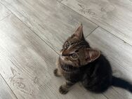 Katzen Baby - Gehrden