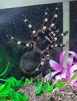 Acanthoscurria geniculata - Braunschweig