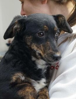 Tabita❤️ Schutzgebühr 500 Euro - Burgsinn