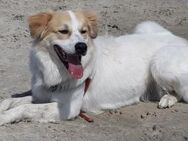 Vito sucht ein neues Zuhause - Köln