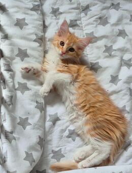 Wunderschönes zartes Maine Coon Mädchen - Roigheim