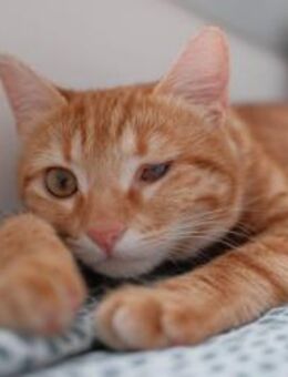 Mérida- die rote Kriegerin - Kirchheim (München)