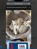 Zauberhafte Babykatzen British Kurzhaar in 21337