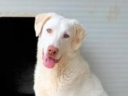 EDDY - so ein toller Hund!!! - Regensburg