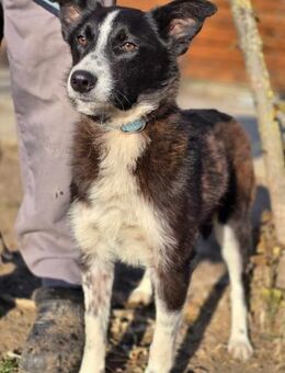 Lieblingsmenschen für Foxi gesucht - Overath