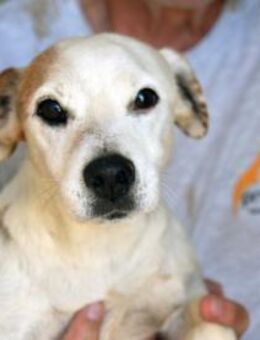 Junggebliebener Spike sucht Zuhause - Neuss