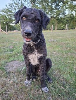 Freundlicher Momo sucht seine Familie - Mannheim