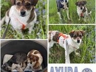 AYUDA -freundlich & verkuschelt- - Duisburg