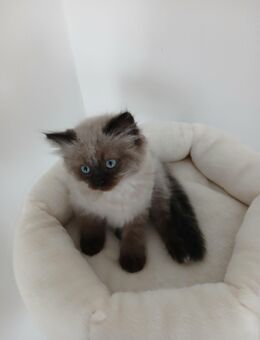 3 Heilige Birma Kitten Katzenbabys Katzen Katze - Staufenberg (Hessen)
