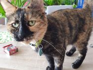 Molly sucht liebevolles Zuhause - Großbottwar
