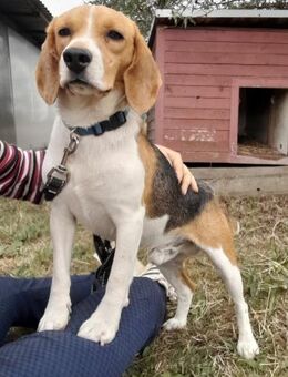 SAMMY - freundlich, leinenführig, sanft - Linden (Hessen)