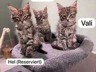 Maine Coon Kitten | Noch eine reinrassige Maine Coon Kitten suchen ein Zuhause - Menden (Sauerland)