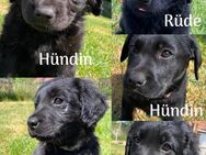 Wundervolle Labrador- Doggen- Mix Welpen - Putlitz