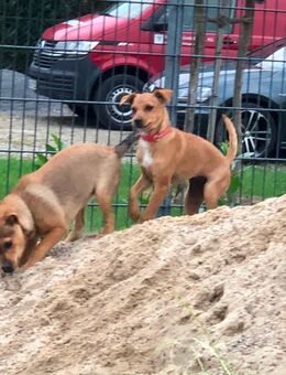 2 pincher mix Mädels suchen noch… - Kremmen