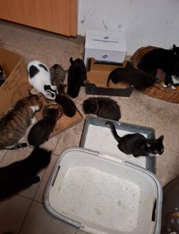 Herbstkätzchen aus 2025 - Wittenberg (Lutherstadt)