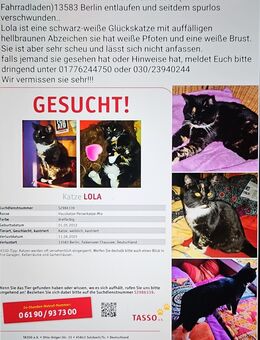 Katze entlaufen - Berlin Spandau