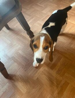 Beagle - Tännesberg