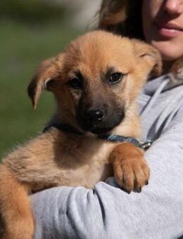 Anyegin von kettelos - Bollingstedt