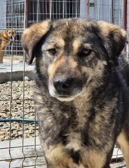 Schüchterner LUDWIG sucht Zuhause - Neuberg