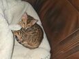 Rein Rassige Begalkitten mit Stammbam in 52511