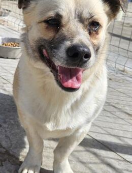 JAYCOB - 36 cm, menschenbezogen - Weilheim (Oberbayern)