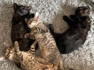 Kitten 12 Wochen alt 2 Weibchen. - Düsseldorf
