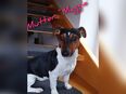 Jack Russel Welpen in 49456